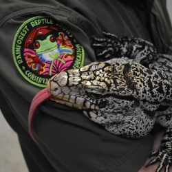 Rainforest Reptile Shows