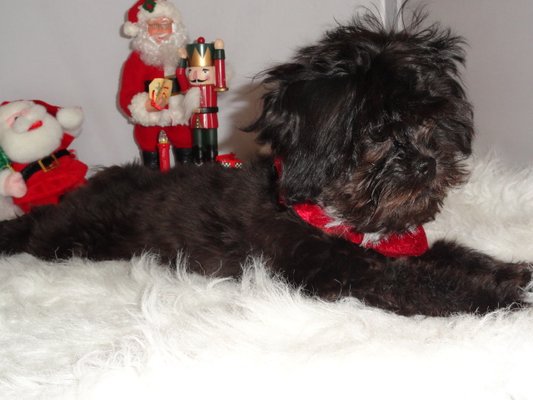 Faith's Little Angels