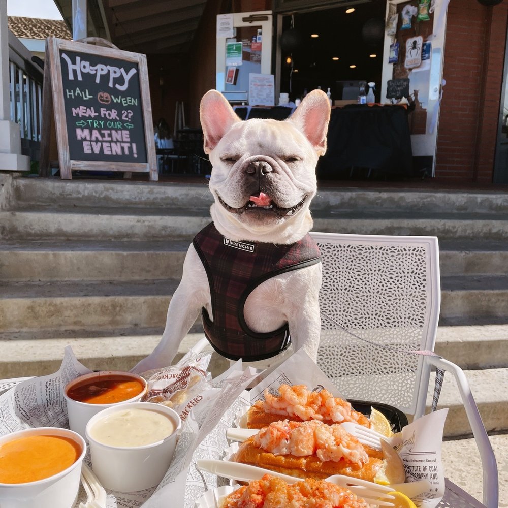 Lobster West - Seafood Near Me - Encinitas, California Lobster West - Seafood Near Me - Encinitas, California