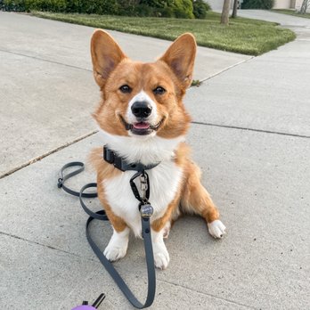 Animal Minds Behavior & Training - Pet Training Near Me Animal Minds Behavior & Training - Pet Training Near Me