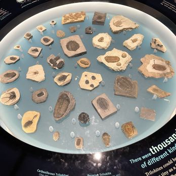 Field Museum - Inside fossil exhibit IG: @ammysalamii - Museums Near Me - Chicago, Illinois