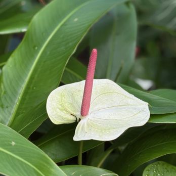 Myriad Botanical Gardens - Botanical Gardens Near Me - Oklahoma City, Oklahoma