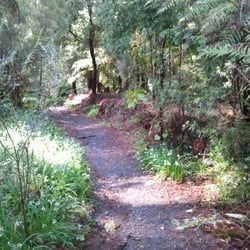 Sassafras Gully Tourist Track