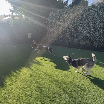 Home Styled Pet Care - Pet Sitting Near Me