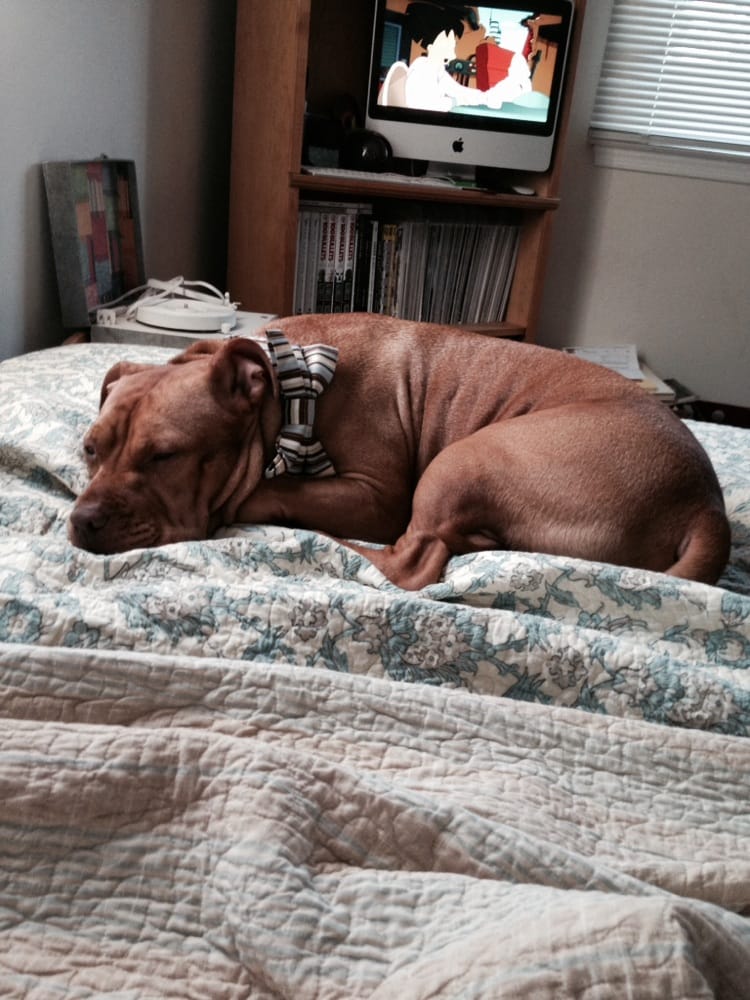 DIRTY PAWS DOG SPA Updated August 2024 16 Reviews 113 Mayo Rd