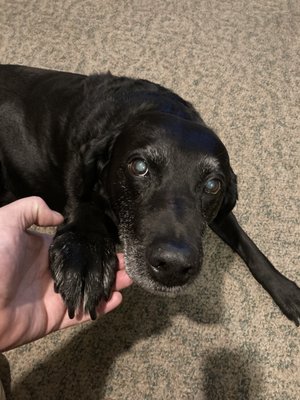 ANACORTES ANIMAL HOSPITAL - 21 Reviews - 2504 Commercial Ave, Anacortes ANACORTES ANIMAL HOSPITAL - 21 Reviews - 2504 Commercial Ave, Anacortes