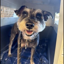 They sent me this photo (along with others) giving me updates on my pup's travel They sent me this photo (along with others) giving me updates on my pup's travel