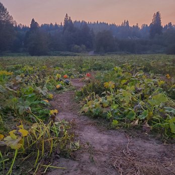 Bob's Corn & Pumpkin Farm - Patch - Pumpkin Patches Near Me - Snohomish, Washington