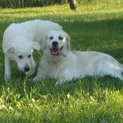 Ruff Pine Kennel
