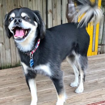 Charlene's Pet Services - Brewster having fun on picnic table - Dog Walkers Near Me - Schwenksville, Pennsylvania Charlene's Pet Services - Brewster having fun on picnic table - Dog Walkers Near Me - Schwenksville, Pennsylvania