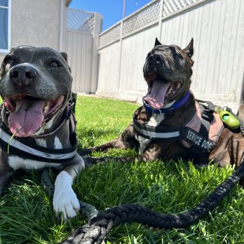 Walks Washes and Wags - Pet Groomers Near Me - San Diego, California Walks Washes and Wags - Pet Groomers Near Me - San Diego, California