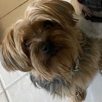 Mutt Cuts by Nicole - Before Grooming - Pet Groomers Near Me - Cincinnati, Ohio