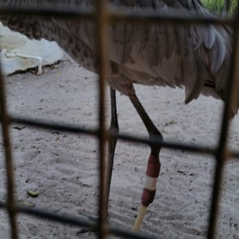 Save Our Seabirds - Its amazing what they can do for these birds - Animal Shelters Near Me - Sarasota, Florida Save Our Seabirds - Its amazing what they can do for these birds - Animal Shelters Near Me - Sarasota, Florida