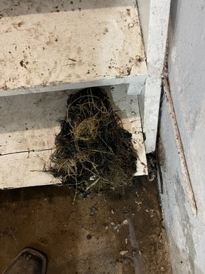 STL Pro Plumbing Logo