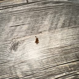 Roaches Roaches