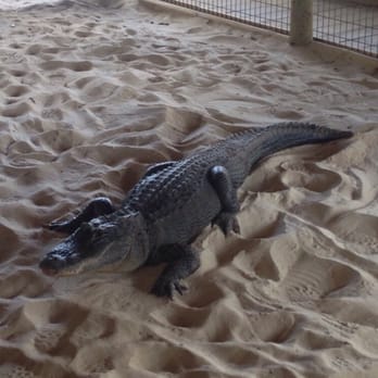 gator park - Boat Tours Near Me - Miami, Florida