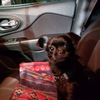 Bath Brush & Beyond - Our pup was well taken care of and the grooming was wonderful! - Pet Groomers Near Me - Federal Way, Washington
