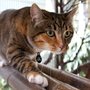 Photo of Pet Camp Cat Safari