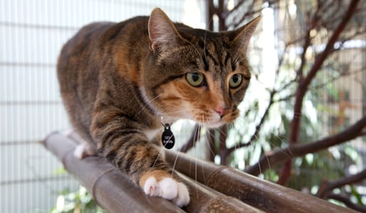 Pet Camp Cat Safari - pet boarding facility in San Francisco, CA