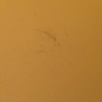 Econo Lodge - Hair on the back of the bathroom door - Hotels Near Me - Hershey, Pennsylvania