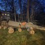 Photo of Monster Tree Service