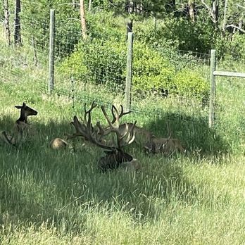 Bear Country USA - Elk - Zoos Near Me - Rapid City, South Dakota