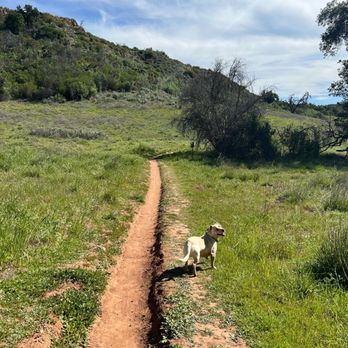 Walk n’ Roll K9 - Able to walk off leash since doing recall training with Walk N Roll K9 - Pet Training Near Me Walk n’ Roll K9 - Able to walk off leash since doing recall training with Walk N Roll K9 - Pet Training Near Me