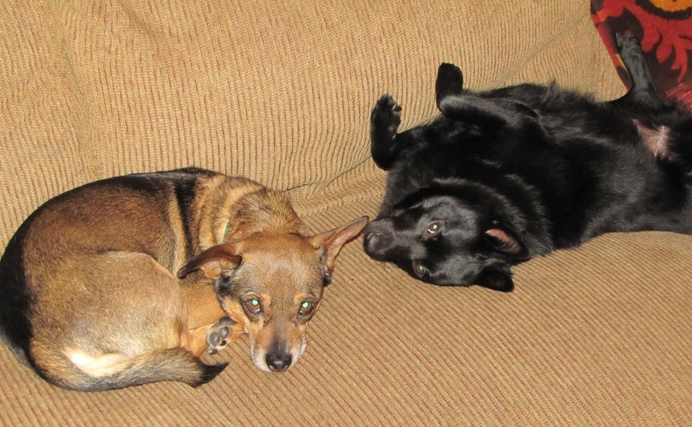 HOME CARE 4 PETS Updated July 2024 55 Photos & 12 Reviews 2500 S