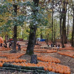 Maan Farms - Pumpkin patch