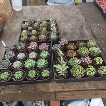 North County Roots Nursery - These are the ones I picked - Nurseries & Gardening Near Me - Valley Center, California North County Roots Nursery - These are the ones I picked - Nurseries & Gardening Near Me - Valley Center, California