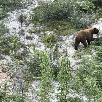 Chilkoot Charters - Keep your eyes open for bears! - Historical Tours Near Me - Skagway, Alaska Chilkoot Charters - Keep your eyes open for bears! - Historical Tours Near Me - Skagway, Alaska