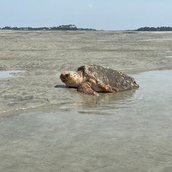 Savannah Canoe & Kayak - Loggerhead turtle