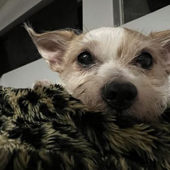 Gemcore Veterinary Services - Luna - Veterinarians Near Me - Chatsworth, California