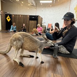 The Kangaroo Ranch