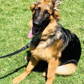 It's A Dog's World K-9 Academy - Pet Training Near Me - Glendora, California