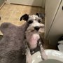 Photo of Premium PetStyling