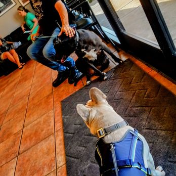 Apollo Animal Hospital - Veterinarians Near Me - Glendale, Arizona Apollo Animal Hospital - Veterinarians Near Me - Glendale, Arizona