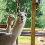 Photo of Smoky Mountain Llama Treks