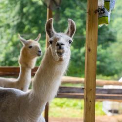 Smoky Mountain Llama Treks