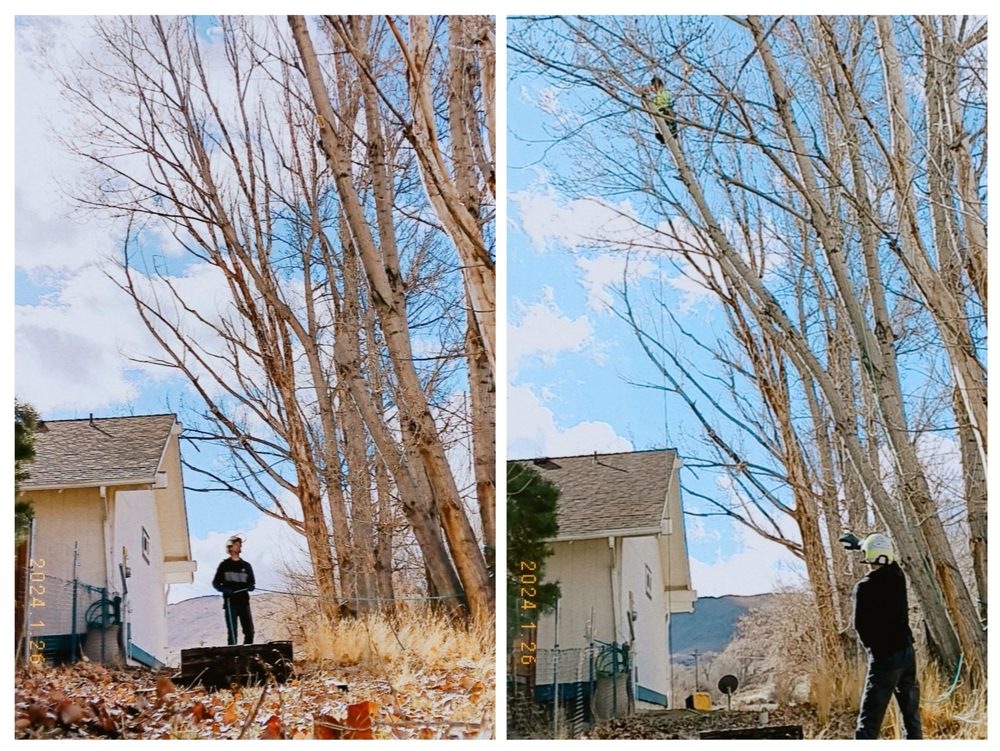 Transformed Tree Care - tree service in Reno, NV