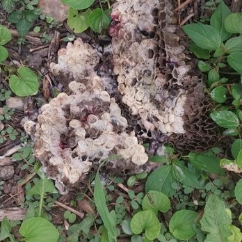Sean's Pest Elimination - Hornets nest interior. - Pest Control Near Me Sean's Pest Elimination - Hornets nest interior. - Pest Control Near Me