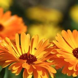 A Florist's Guide to 3 Wonderful Flowers that Embody the Spirit of Summer