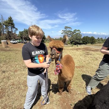 Maui Alpaca - Attraction Farms Near Me - Makawao, Hawaii Maui Alpaca - Attraction Farms Near Me - Makawao, Hawaii
