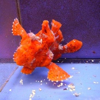Reeftop Aquariums - Aquarium Services Near Me - Miami, Florida