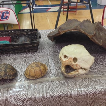 ReptileFest - Turtle shells n skulls - Festivals Near Me - Chicago, Illinois ReptileFest - Turtle shells n skulls - Festivals Near Me - Chicago, Illinois