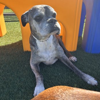 Greymont Kennel - Daycare sunshine hangout - Pet Training Near Me - Fairview, Tennessee Greymont Kennel - Daycare sunshine hangout - Pet Training Near Me - Fairview, Tennessee