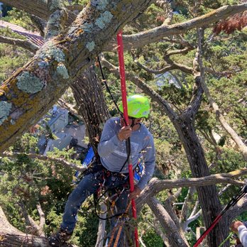Tree Sculpture - Tree Services Near Me - San Leandro, California Tree Sculpture - Tree Services Near Me - San Leandro, California