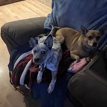 Southern Arizona Cat Rescue - Juniper - adopted Australian Cattle Dog from AdoptAPet and Corona, found in a field in CA - Pet Adoption Near Me