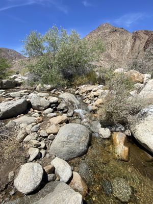 Borrego Palm Canyon Nature Trail by null