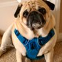 My Puppy Dog Tales Small Dog Pet Sitting